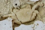 Fossil Crab (Potamon) Preserved in Travertine - Turkey #106451-5